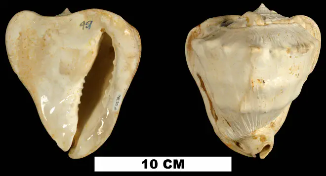 Cassis delta from the Early Miocene Chipola Fm. of Calhoun County, Florida (UF 105386).