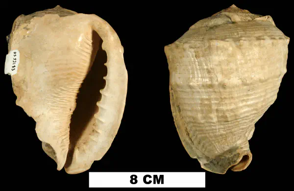 Cassis floridensis