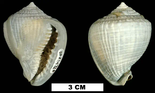Cassis madagascariensis from the Middle Pleistocene Bermont Fm. of Miami-Dade County, Florida (UF 214720).
