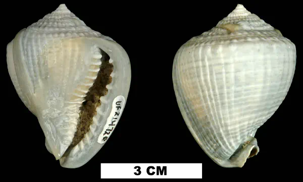 Cassis madagascariensis