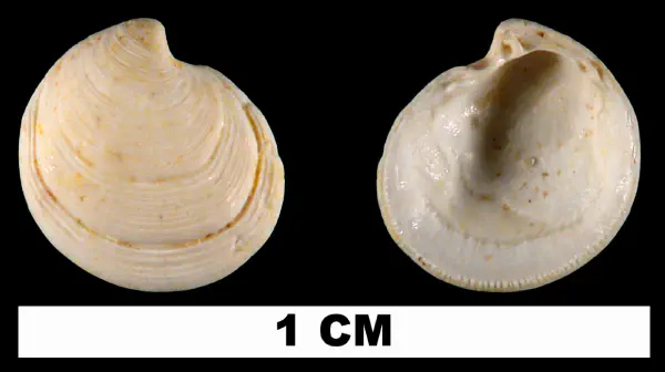 Cavilinga blanda