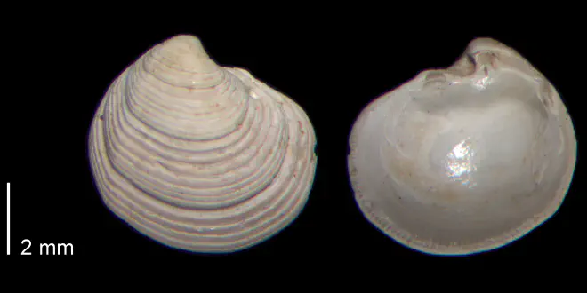 Cavilinga trisulcata from the Early Pleistocene James City Fm. of Beaufort County, North Carolina (PRI 70491).