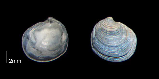 Cavilinga trisulcata from the Early Pleistocene James City Fm. of Beaufort County, North Carolina (PRI 70529).