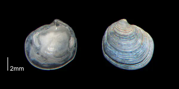 Cavilinga trisulcata