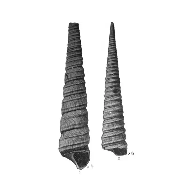 Specimen of Turritella cookei figured by Mansfield (1930, pl. 15, fig. 1 and 2); 115 mm and 66 mm, respectively.