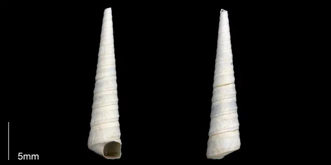 Turritella alumensis from the late Pliocene Tamiami Fm. (Pinecrest Beds) of Sarasota County, Florida (PRI 70273).