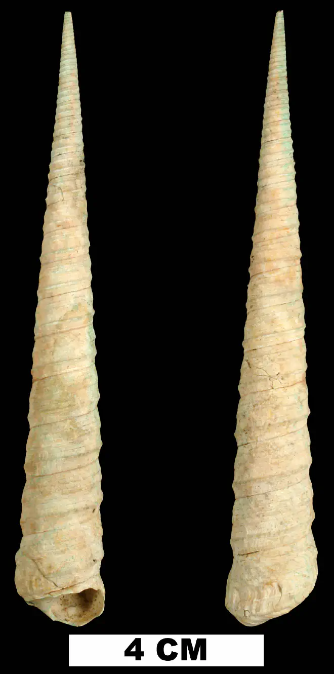 Turritella alumensis from the Late Pliocene Jackson Bluff Fm. of Leon County, Florida (UF 138690).