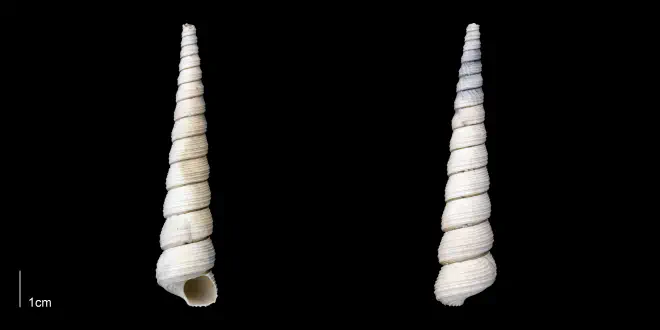 Turritella magnasulcus from the late Pliocene Tamiami Fm. (Pinecrest Beds) of Sarasota County, Florida (PRI 70077).