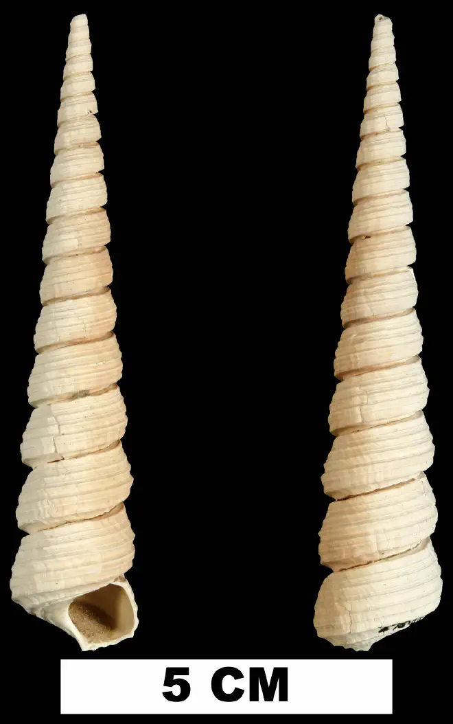 Turritella magnasulcus from the Plio-Pleistocene (formation unknown) of Sarasota County, Florida (UF 181362).