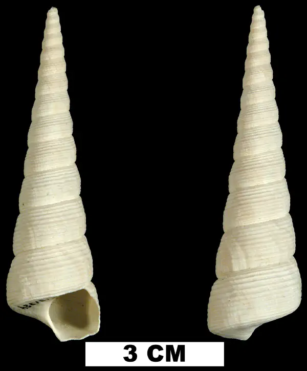 Caviturritella mansfieldi