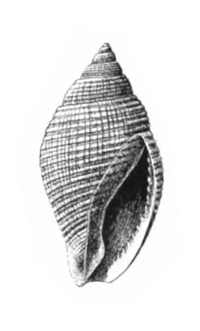Specimen of Celatoconus nux figured by Dall (1892, pl. 13, fig. 6); 18.0 mm in length.