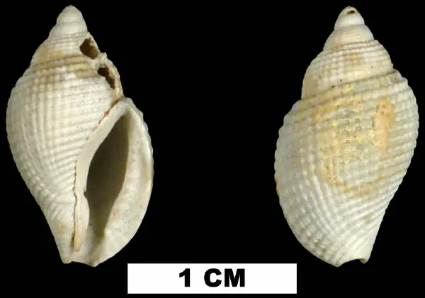 Celatoconus nux