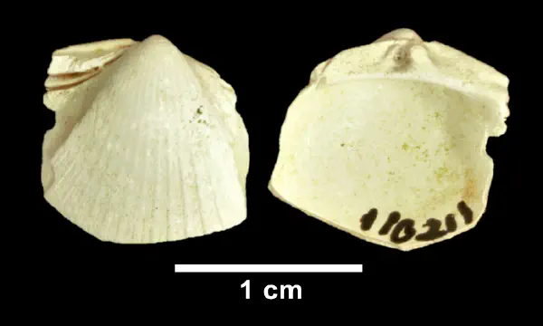 Cerastoderma laqueatum