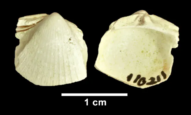 Chesacardium laqueatum from the Late Pliocene Yorktown Fm. of Frederick County, Virginia (SDSM 110211).