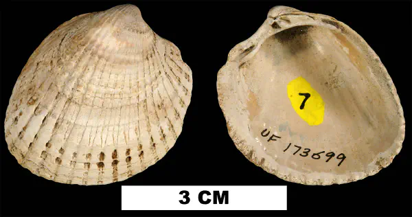 Cerastoderma virginianum