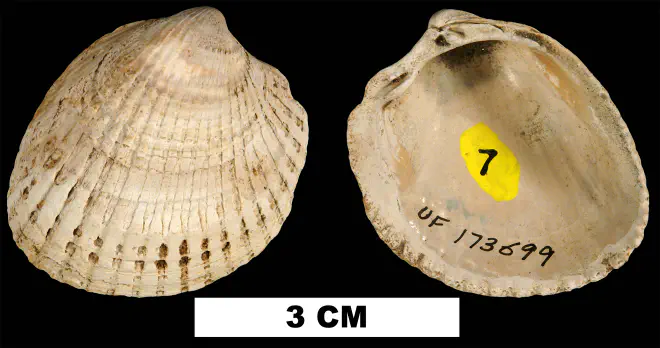 Planicardium virginianum from the Late Pliocene Jackson Bluff Fm. of Liberty County, Florida (UF 173699).