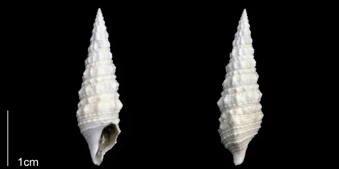 Cerithium atratum from the Late Pleistocene Tamiami Fm. (Pinecrest Beds) of Sarasota County, Florida (PRI 70279).