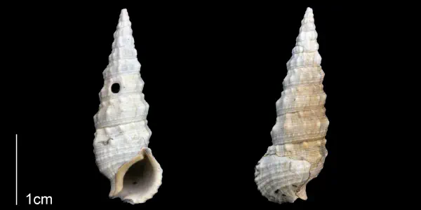 Cerithium atratum