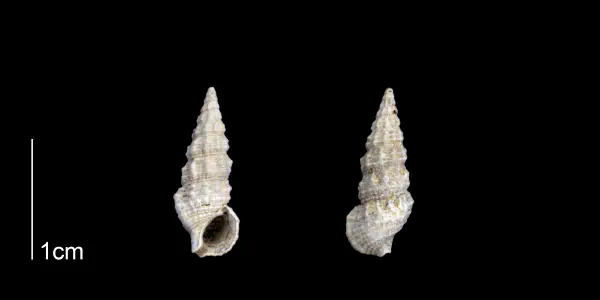 Cerithium muscarum