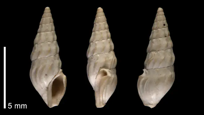 Photograph of Cerodrillia perpolita.