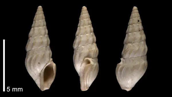 Cerodrillia perpolita