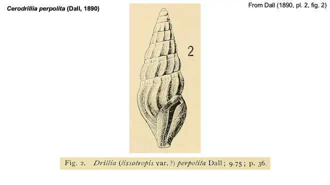 Illustration of Cerodrillia perpolita from Dall (1890).