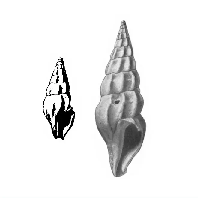 Specimen of Cerodrillia prion figured by Gardner (1938, pl. 40, fig. 29 and 30); 11.0 and 20.0 mm in length, respectively.