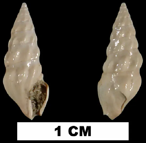 Cerodrillia prion