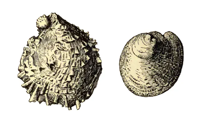 Specimen of Chama chipolana figured by Dall (1903, pl. 56, fig. 19 and 20); 27.0mm and 22.0 mm in length, respectively.