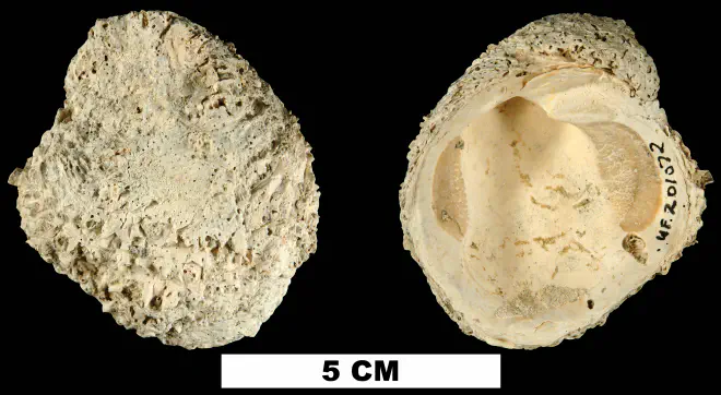 Chama chipolana from the Early Miocene Chipola Fm. of Calhoun County, Florida (UF 201072).