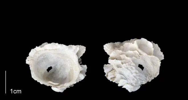 Chama corticosa from the Late Pliocene Tamiami Fm. (Pinecrest Beds) of Sarasota County, Florida (PRI 70158).