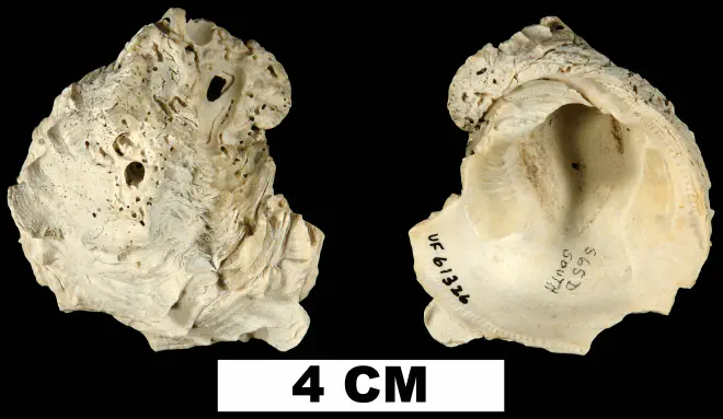 Chama corticosa from the Late Pliocene Tamiami Fm. (Pinecrest Beds) of Okeechobee County, Florida (UF 61326).