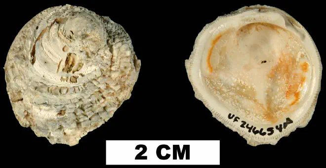 Chama emmonsi from the Late Pliocene Jackson Bluff Fm. of Leon County, Florida (UF 246654).