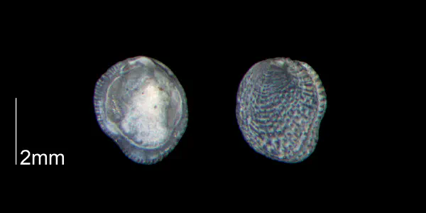 Chama gardnerae