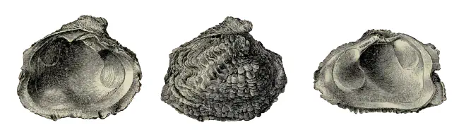 Specimen of Chama willcoxi figured by Dall (1900, pl. 41, fig. 5, 6, and 7); 85 mm in length.