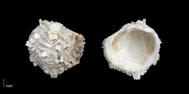 Chama willcoxi from the Late Pliocene Tamiami Fm. (Pinecrest Beds) of Sarasota County, Florida (PRI 70172).