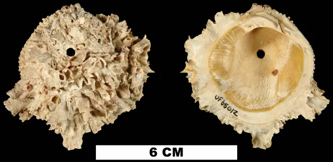 Chama willcoxi from the Late Pliocene Tamiami Fm. (Pinecrest Beds) of Sarasota County, Florida (UF 65012).