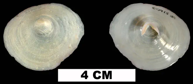 Cheilea equestris from the Middle Pleistocene Bermont Fm. of Palm Beach county, Florida (UF 51603).