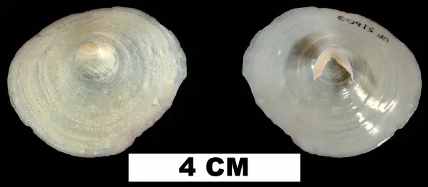 Cheilea equestris