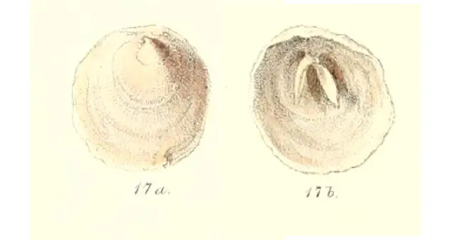 Specimen of Cheilea uncinata figured by Reeve (1859, pl. 5, fig. 17a and 17b); no scale.