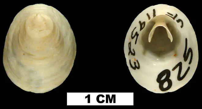 Cheilea uncinata from the Early Miocene Chipola Fm. of Calhoun County, Florida (UF 119523).