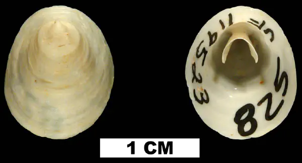 Cheilea uncinata