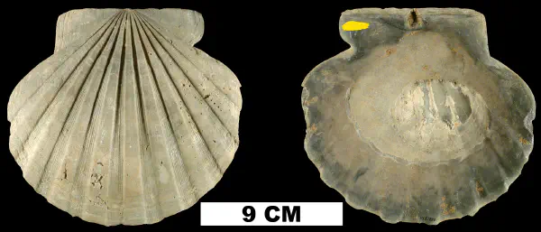 Chesapecten jeffersonius
