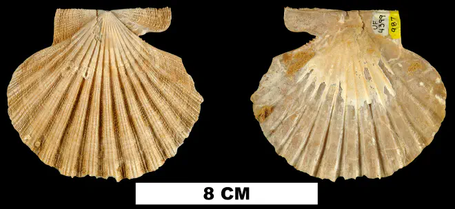 Chesapecten madisonius from the Miocene Choptank Formation of Calvert County, Maryland (UF 4399).