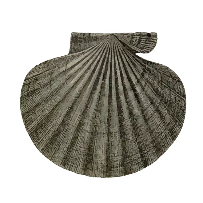 Specimen of Chesapecten sayanus figured by Dall (1898, pl. 26, fig. 6); 135 mm in length.