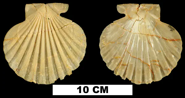 Chesapecten sayanus