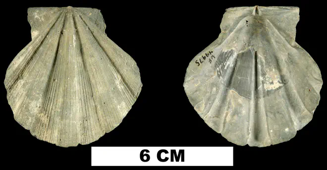 Chesapecten septenarius from the Late Pliocene Tamiami Fm. (Lower) of Sarasota County, Florida (UF 49975).