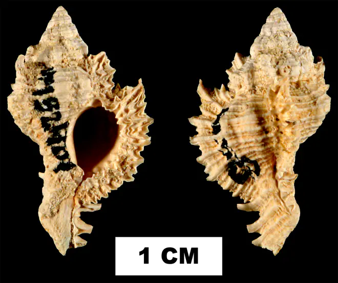Chicoreus dujardinoides from the Early Miocene Chipola Fm. of Calhoun County, Florida (UF 132401).