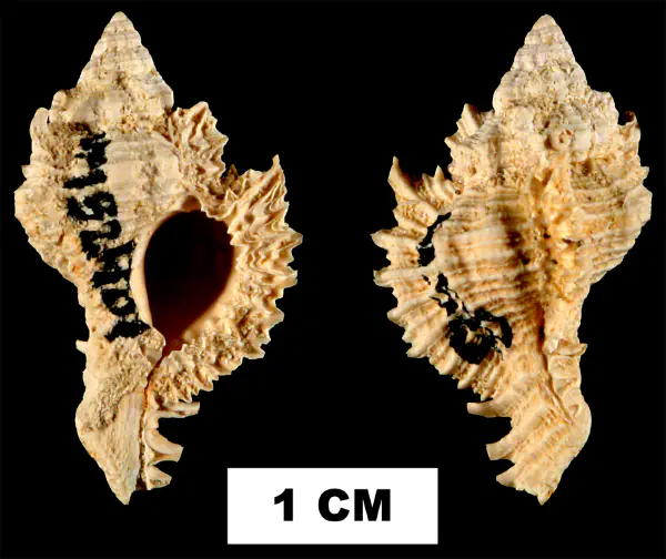 Chicoreus dujardinoides