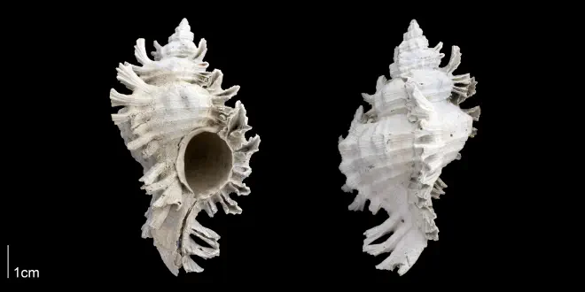 Chicoreus floridanus from the Late Pliocene Tamiami Fm. (Pinecrest Beds) of Sarasota County, Florida (PRI 70118).